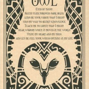 Owl poster