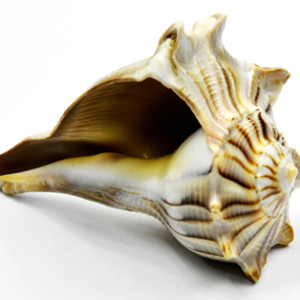 3-4" Dakshinavarti Whelks