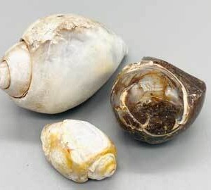 Snail Shell specimen