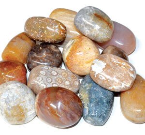 1 lb Coral, Fossil tumbled