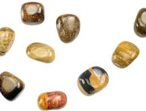 1 lb Petrified Wood tumbled stones