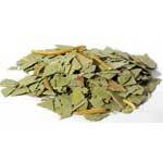 1 Lb Eucalyptus cut (Eucalyptus globulus)