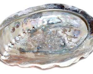 4" Abalone Shell incense burner (limited quanity)