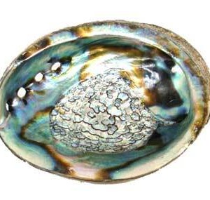 3" - 4" Abalone Shell incense burner