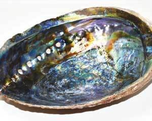 6"- 7" Abalone Shell incense burner (A quality)
