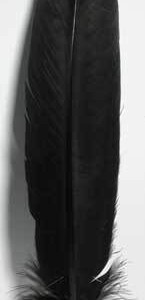 (set of 10) Black feather 12"