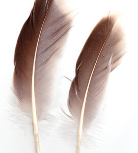 Natural Gray Goose feather