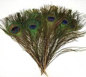 (set of 100) Peacock feather