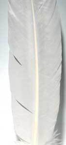 (set of 10) White feather 12"