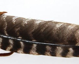 Leather Wrapped smudging feather 12"