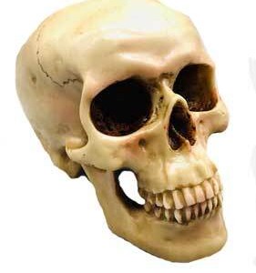 5" Grinning Skull